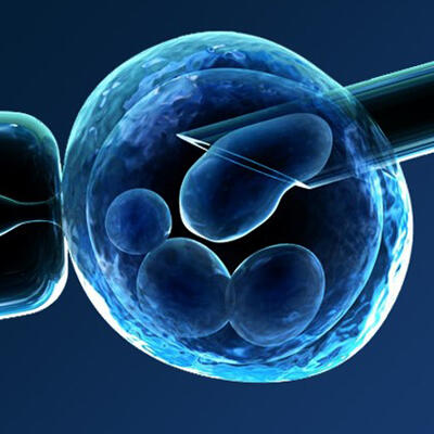 1556882534_histology-embriology.jpg